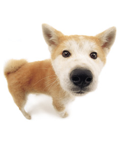 Akita-Inu