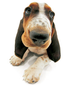 basset-hound