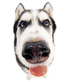 Sibiřský-husky