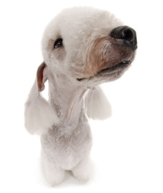 bedlington-terrier