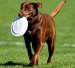 dog-frisbee-255px
